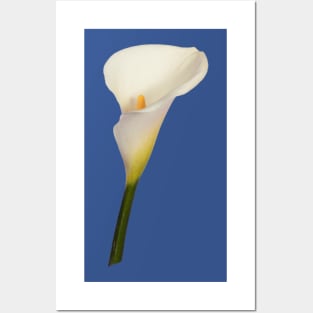 Cream-white Arum Lily Posters and Art